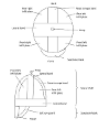 Viking helmet 3