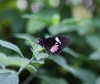 A close up image of a black butterfly with red and white patch on its wings.