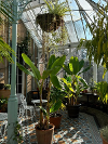 Selection of flowers and plants in the winter garden