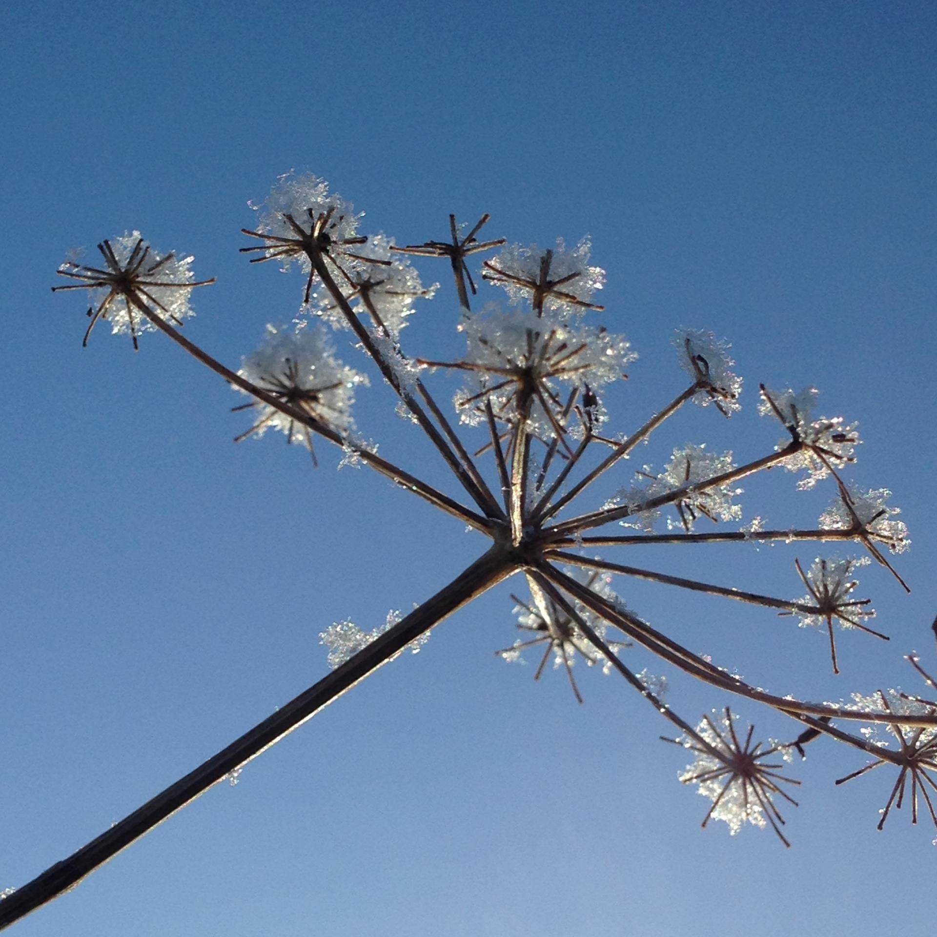 Fennel Head With Snow