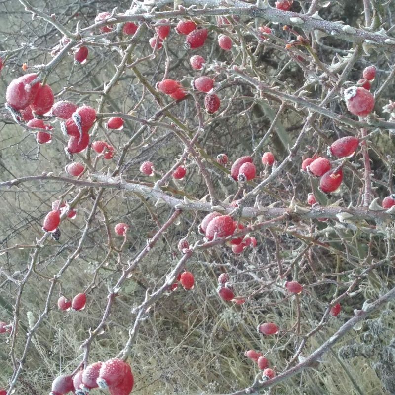 Frosty Berries