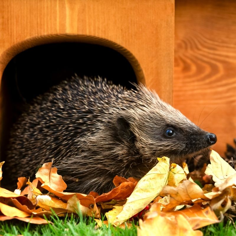 Hedgehog In Garden