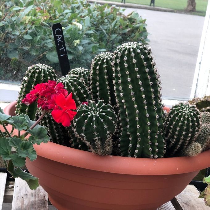 Cacti Display In The Winter Garden At Preston Park