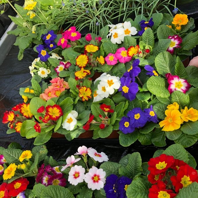 Pick And Mix Primulas