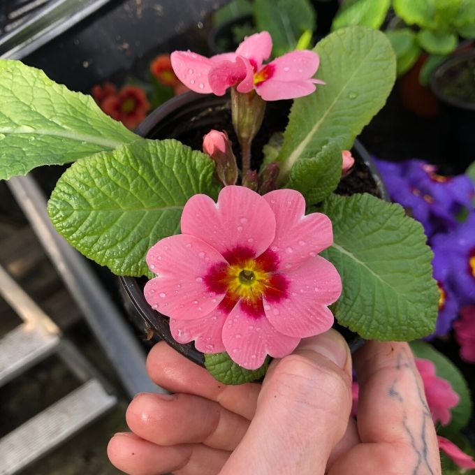 Popping Pink Primrose