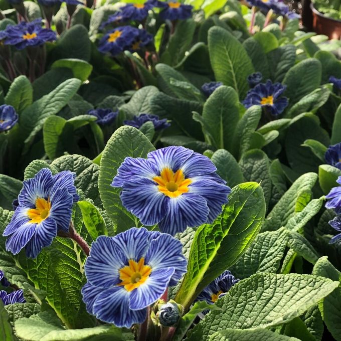 Zebra Blue Primroses