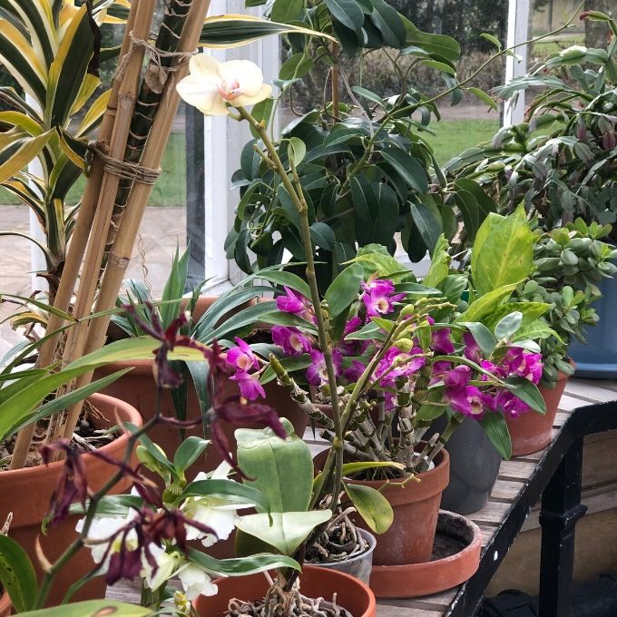 Plants In The Victorian Winter Garden At Preston Park Museum