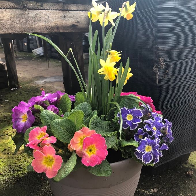 Spring Planter