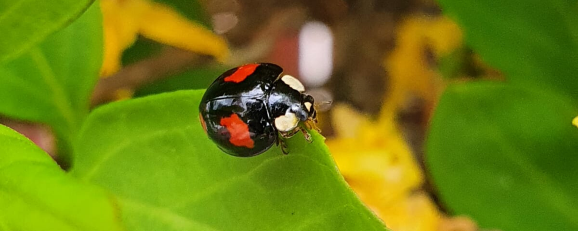 Image of a ladybird