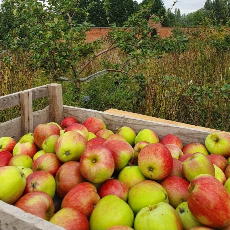 Apple Sundays