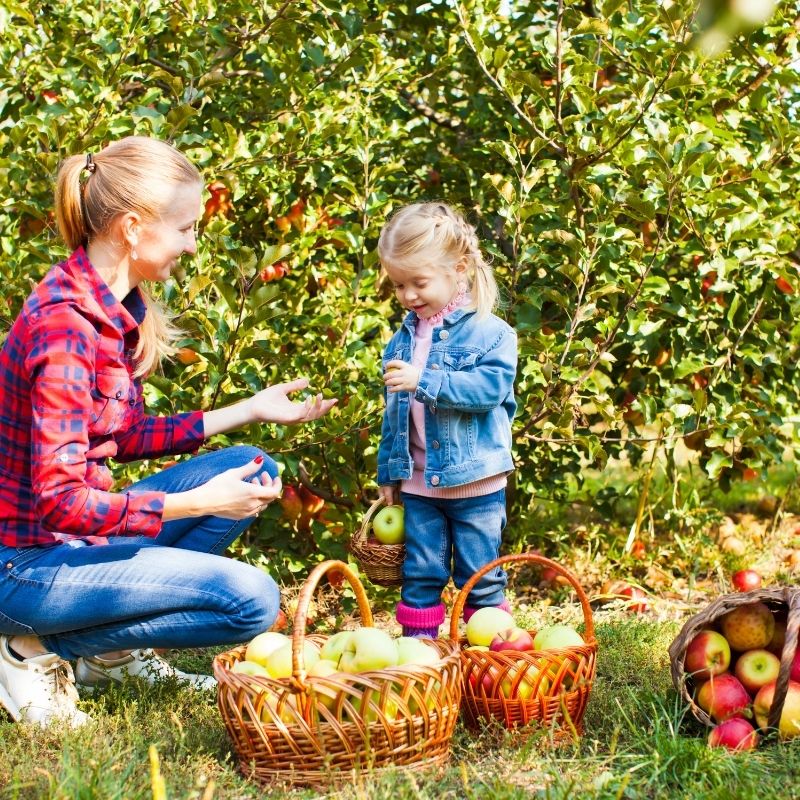 Apple Picking Featured