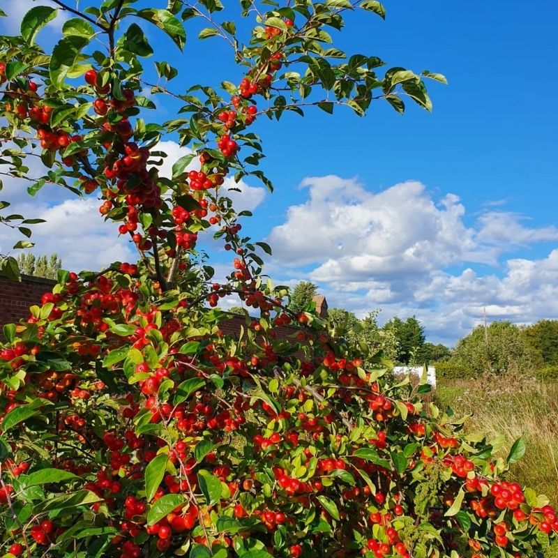 Crab Apple Tree In The Orchard At Preston Park Museum