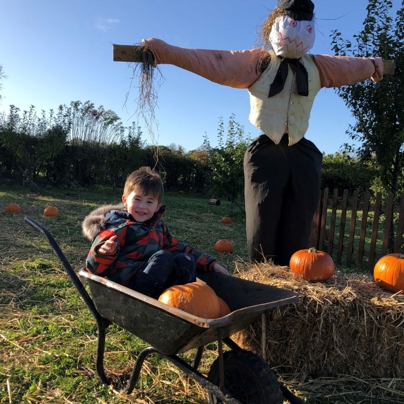 Pick Your Own Pumpkin At Preston Park