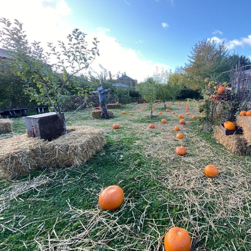 Pop Up Pumpkin Patch