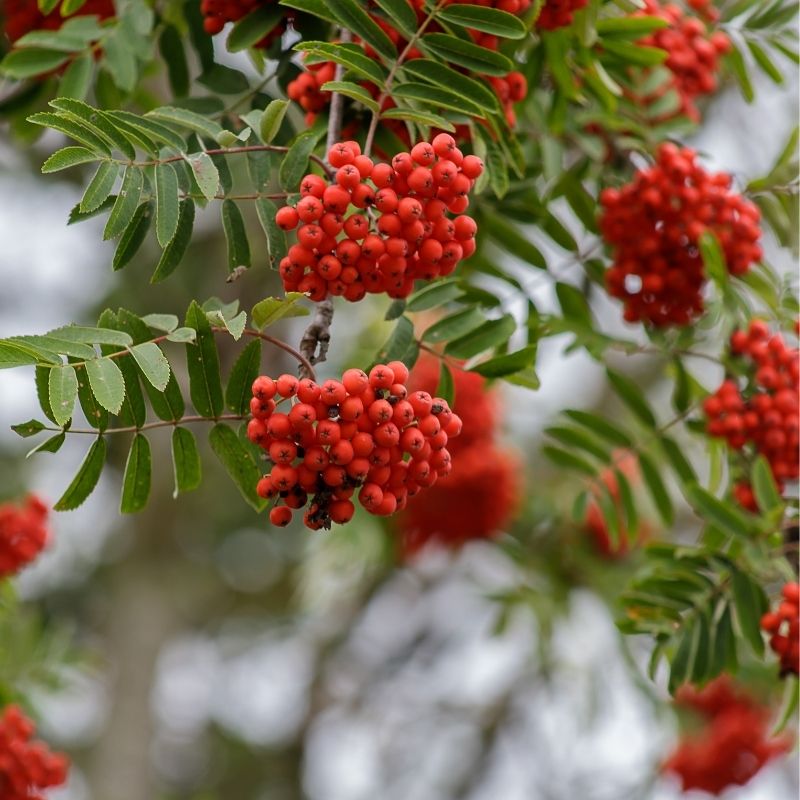 Rowan Tree Berries