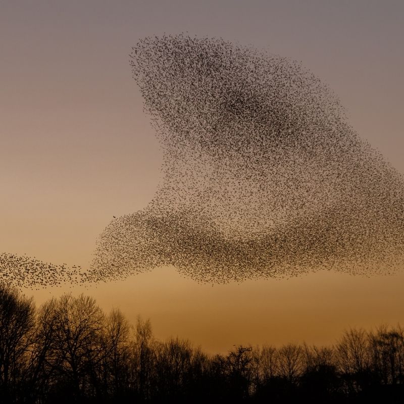 Starling Murmurations