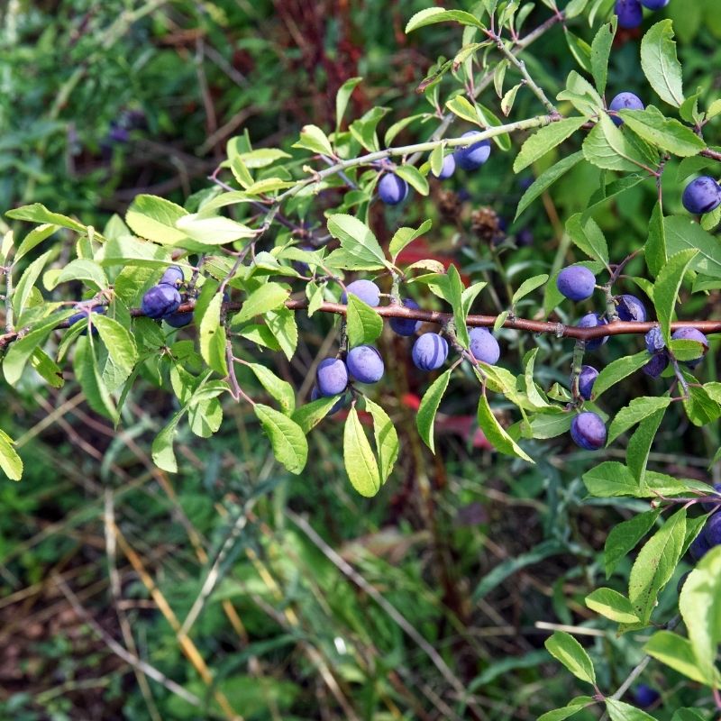 Sloes