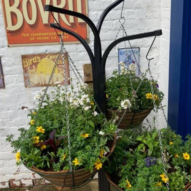 Home Grown Hanging Baskets For Sale From The Walled Garden At Preston Park Museum