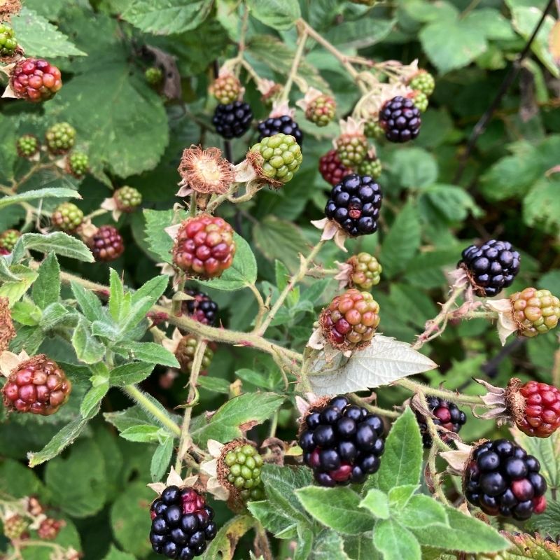 Blackberries Ripening At Preston Park