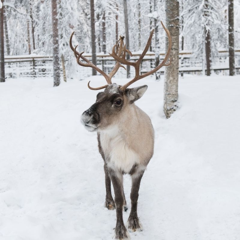 Meet the reindeer