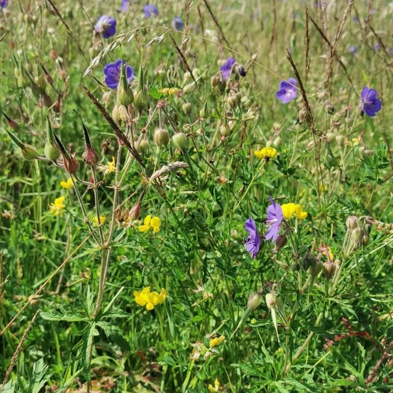 The Wildflower Meadow At Preston Park