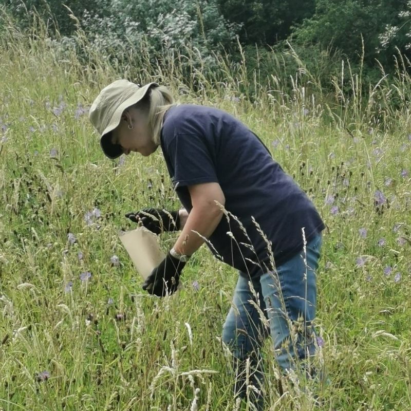 Volunteer At Preston Park Collecting Yellow Rattle Seed From The Wildflower Meadow