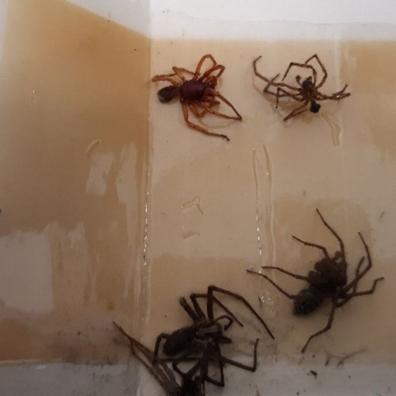 Pests captured at Preston Park Museum