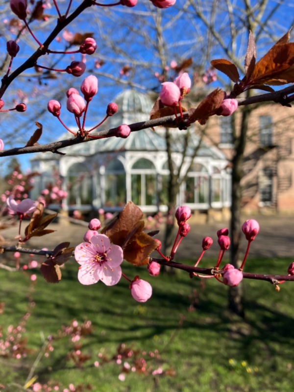 Blossom on tree