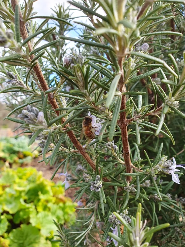 Honeybees in the Walled Garden