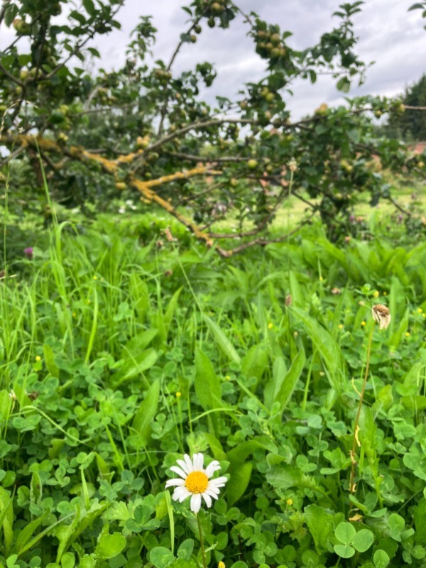 Daisy in Orchard
