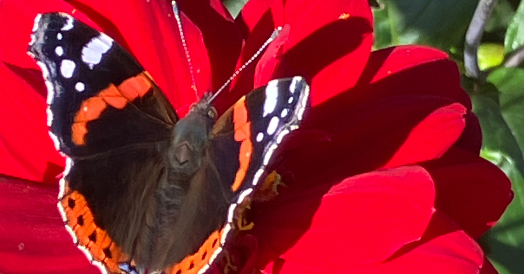 Flight - butterfly on Dahlia