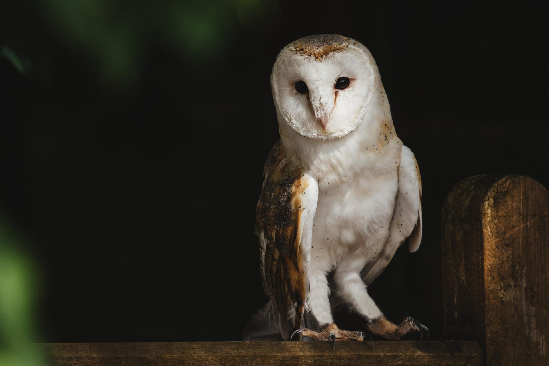 Evening Owl Walk